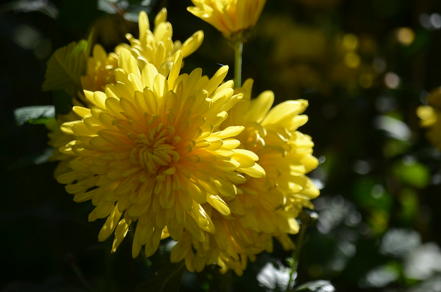 Солнечная ,светлая хризантема..Sunny, light chrysanthemum......