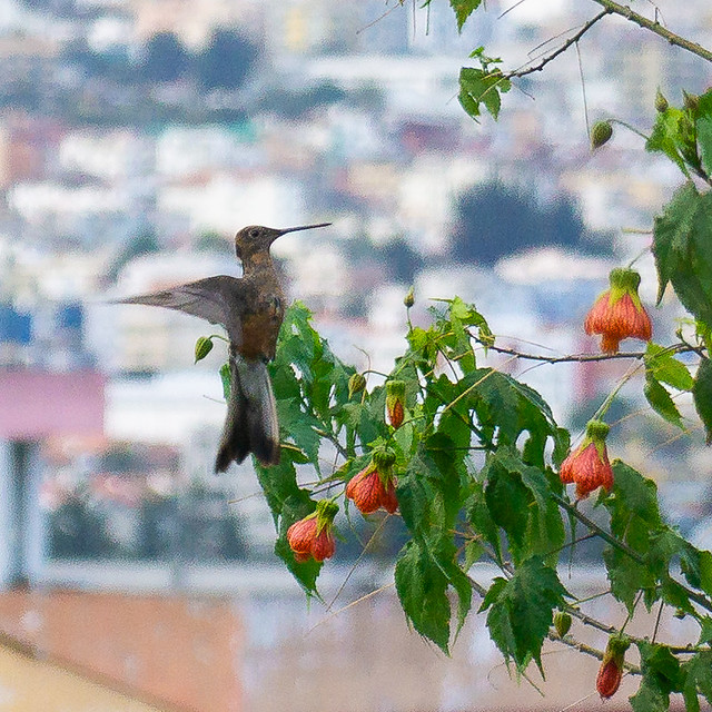 Hummingbird Colibrí