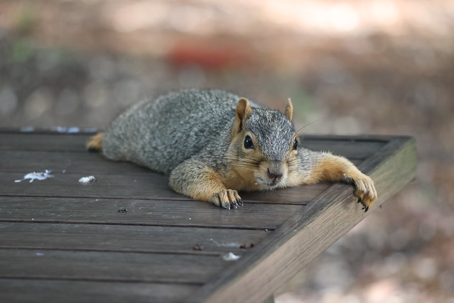 Backyard Red & Fox Squirrels (Ypsilanti, Michigan) - July 21st, 2023