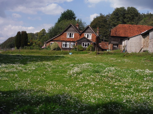 High Ashes Farm, Pasture Wood, with daisies SWC Walk 147 - Greensand Way Section 3: Gomshall to Dorking