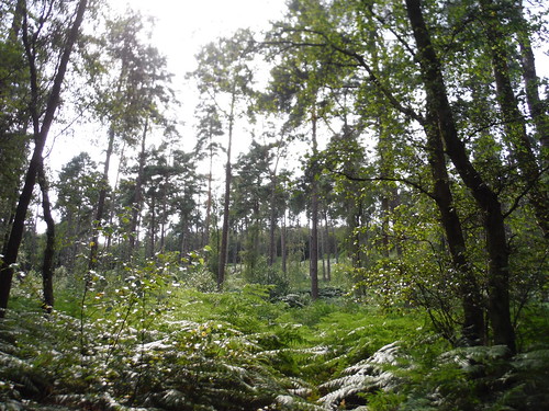 Northerly descent from Leith Hill through woods SWC Walk 147 - Greensand Way Section 3: Gomshall to Dorking