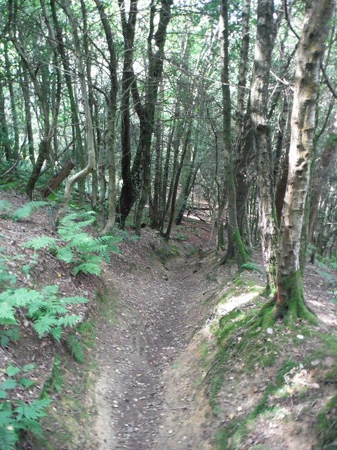 Descending path through Sylvanus Wood SWC Walk 147 - Greensand Way Section 3: Gomshall to Dorking