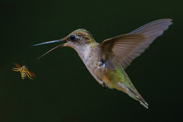 Ruby Throated Hummingbird vs paper wasp