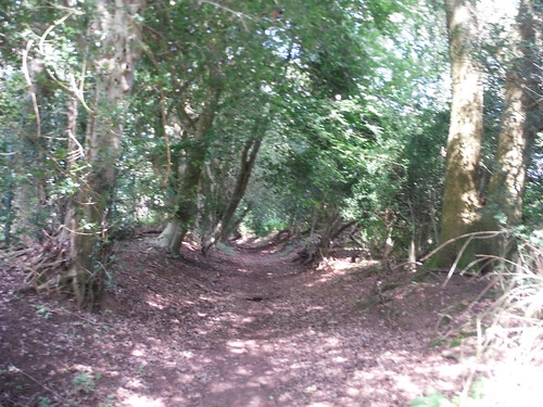 Path in Hurt Wood SWC Walk 147 - Greensand Way Section 3: Gomshall to Dorking