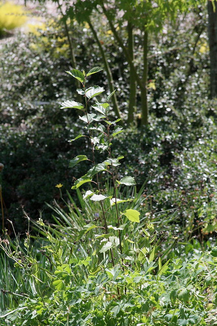 Young Betula occidentalis