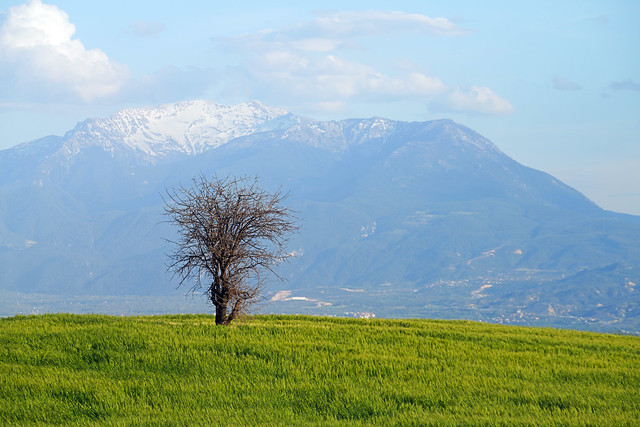 Lone tree & mountain view, Pamukkale, Turkey