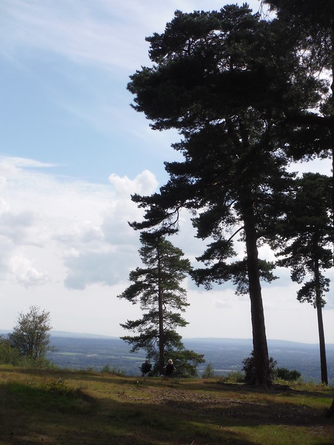 The view from Leith Hill through scattered trees SWC Walk 147 - Greensand Way Section 3: Gomshall to Dorking