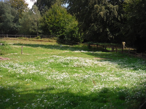 Field of daisies at High Ashes Farm, Pasture Wood SWC Walk 147 - Greensand Way Section 3: Gomshall to Dorking