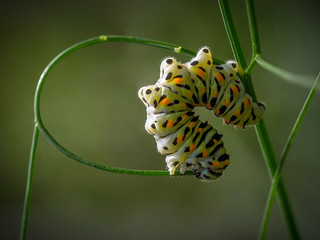 Athletic Papilio Machaon caterpillar