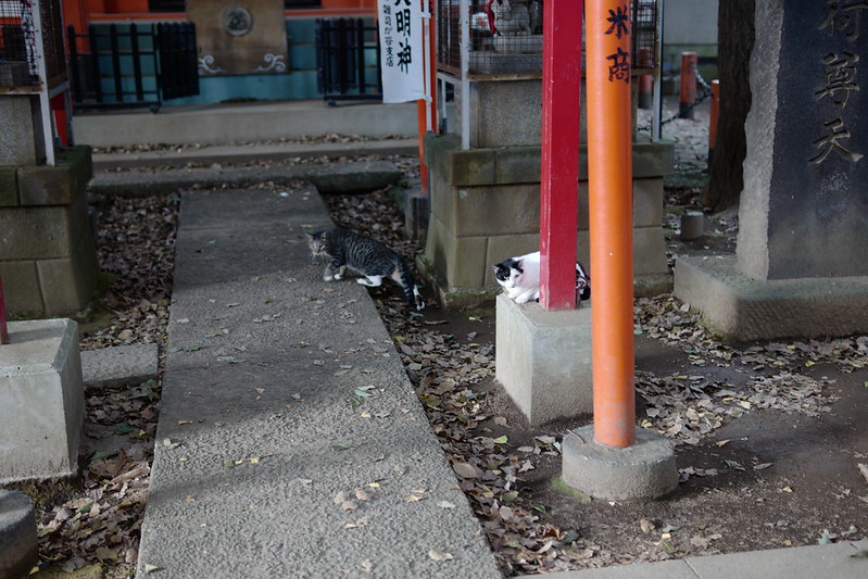 06Leica CL+SIGMA 30mm f1 4 DG DN雑司ヶ谷三丁目鬼子母神の猫だまり キジ白 黒ブチ