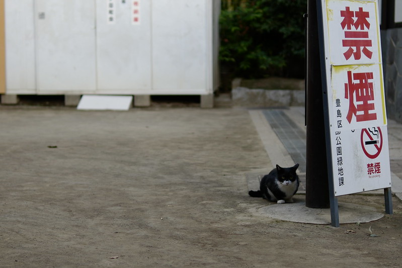 10Leica CL+SIGMA 30mm f1 4 DG DN雑司ヶ谷三丁目鬼子母神の猫だまり 黒マスク
