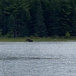 Tomah Stream fishing (moose!) Day Two