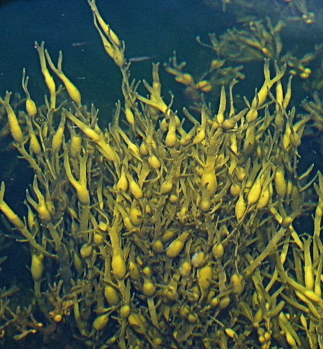 Ascophyllum nodosum 2 (23-7-23 Flåm)