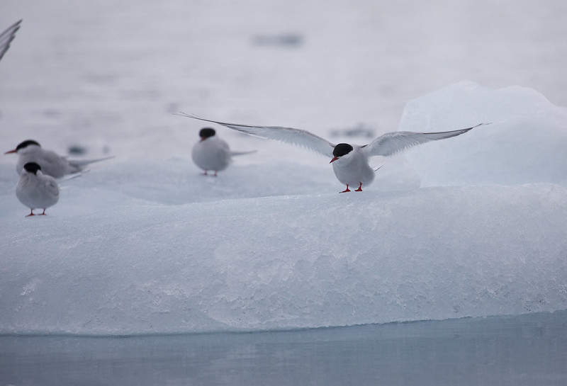 Arctic Tern_Sterna paradisaea_Ascanio_Svalbard_DZ3A9504