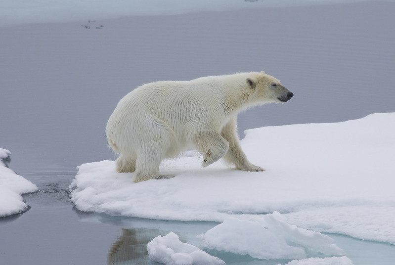 * Polar Bear_Ursus maritimus_Ascanio_Svalbard_DZ3A9801