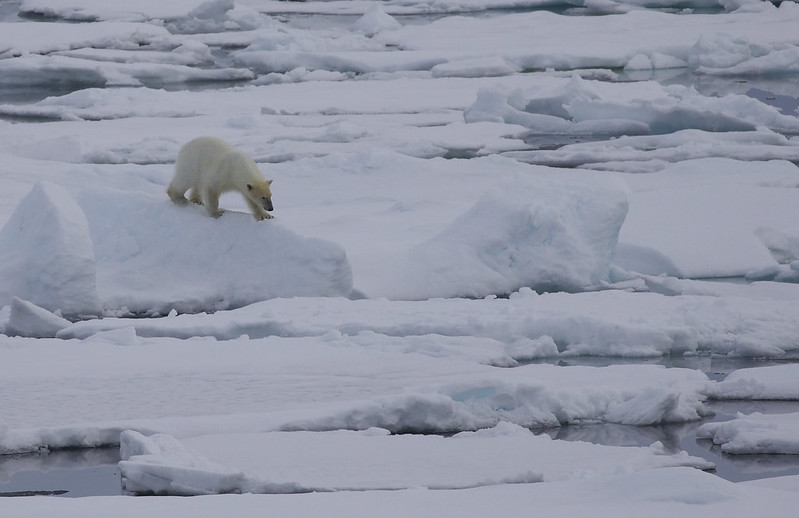 * Polar Bear_Ursus maritimus_Ascanio_Svalbard_DZ3A9730