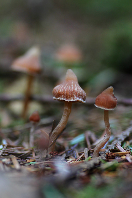 Mystery mushroom gathering