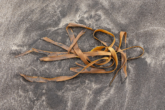 Twisted Kelp - Black Sand Beach