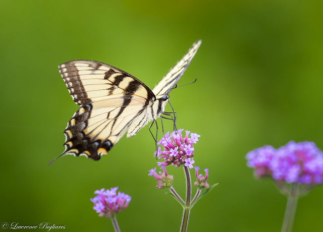 Tiger swallowtail butterfly - Rutgers Botanical Gardens, New Jersey