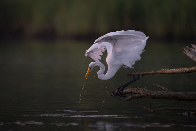 More Than Meets The Eye (Great Egret)
