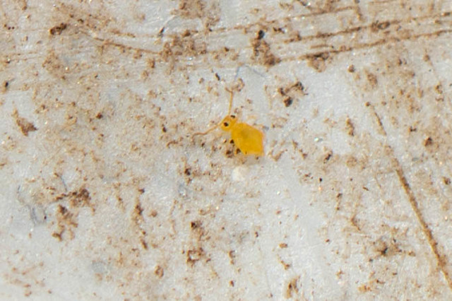 Bourletiella cf.  hortensis  Kugelspringer ca. 0,5 mm