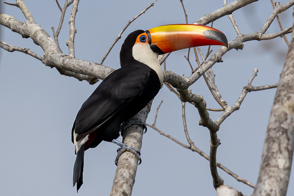 Toco Toucan - Guinness anyone? 😊
