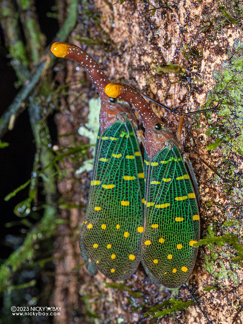 Lantern bug (Pyrops intricatus) - P7095041