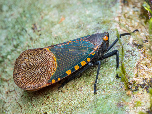 Lantern bug (Scamandra polychroma) - P7095023