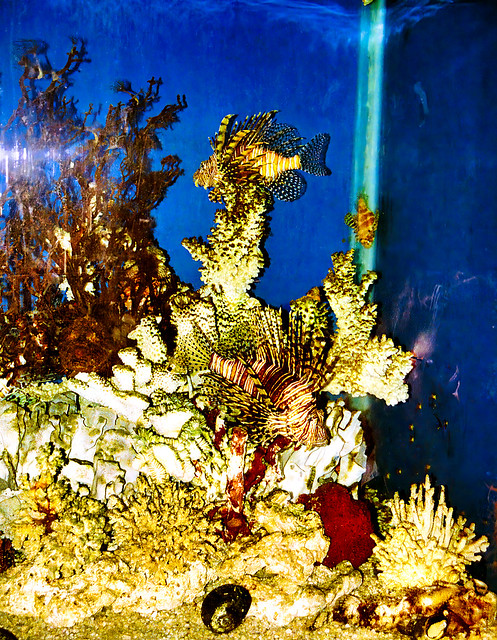 October 1995 - Sydney Aquarium Lion Fish & Coral display, Darling Harbour, Sydney, New South Wales, Australia