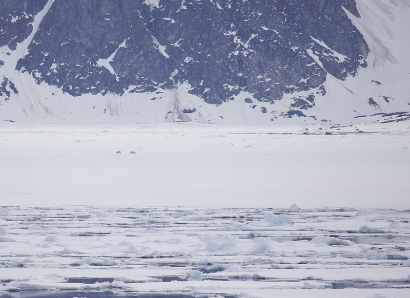* Polar Bear_Ursus maritimus_Ascanio_Svalbard_DZ3A9642