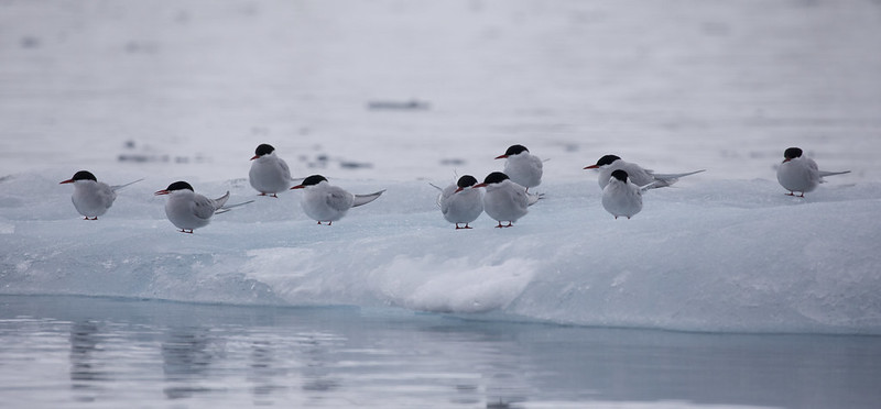 Arctic Tern_Sterna paradisaea_Ascanio_Svalbard_DZ3A9498