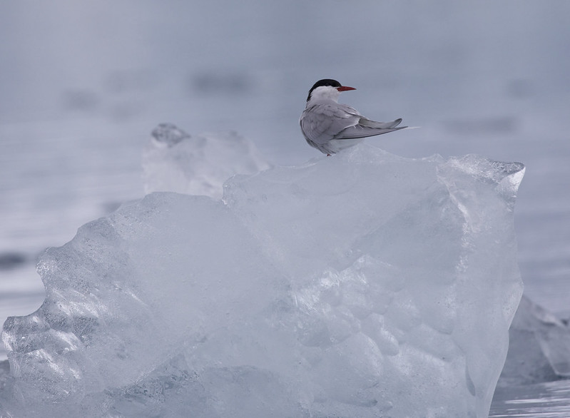 Arctic Tern_Sterna paradisaea_Ascanio_Svalbard_DZ3A9495