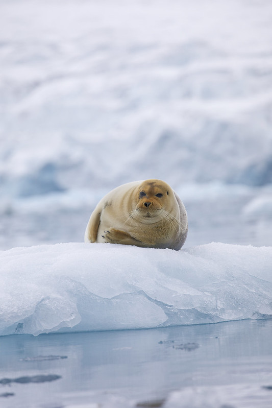 * Bearded Seal_Erignathus barbatus_Svalbard_Ascanio_DZ3A9576