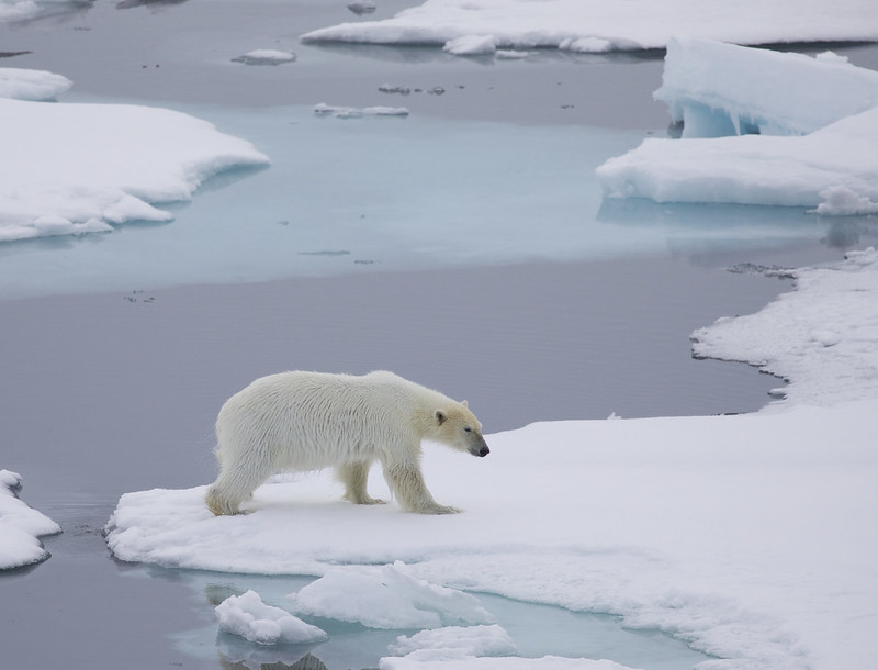 * Polar Bear_Ursus maritimus_Ascanio_Svalbard_DZ3A9802