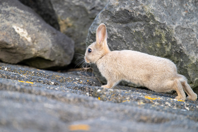Rabbit on waddendijk Terschelling - Konijn op Waddendijk Terschelling