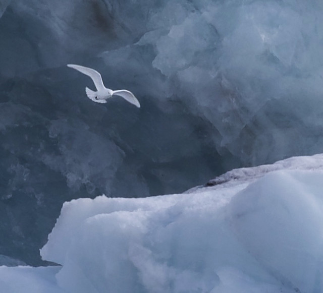 Ivory Gull_Pagophila eburnea_Spitzbergen_Channel entrance 77.54415 17.844077_Svalbard_Norway_DZ3A0212b
