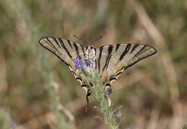 Sydeuropæisk svalehale (Scarce Swallowtail / Iphiclides podalirius)