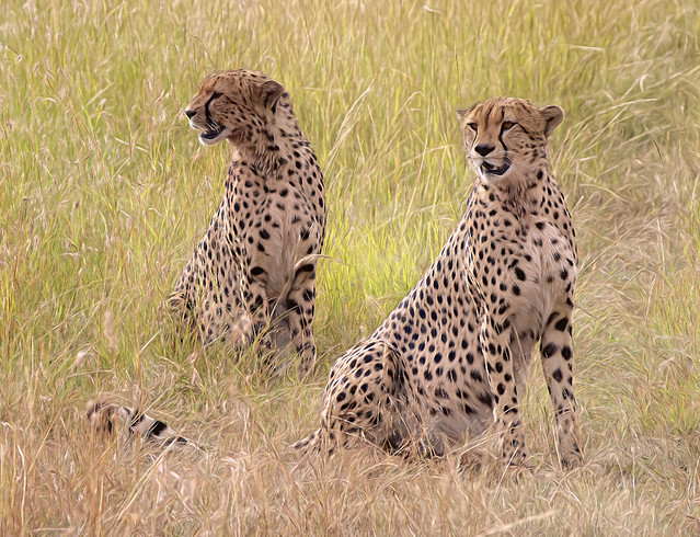 2 Male Cheetahs of the Tano Bora (magnificent five), Maasai Mara