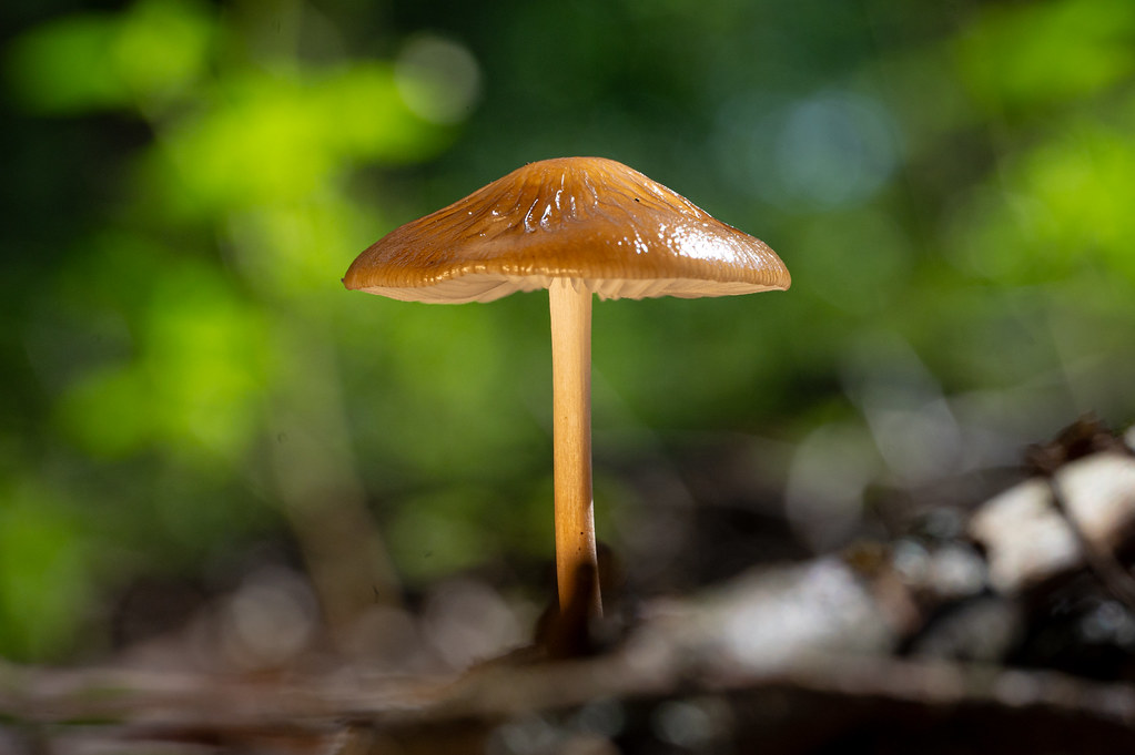 Shining mushroom in the forest