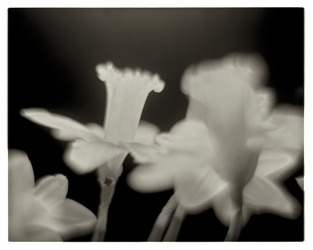 Påskeliljer / Daffodils