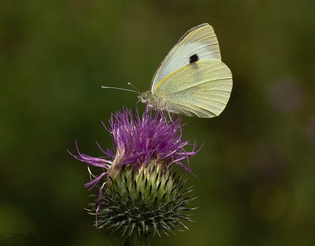 Large White necturing