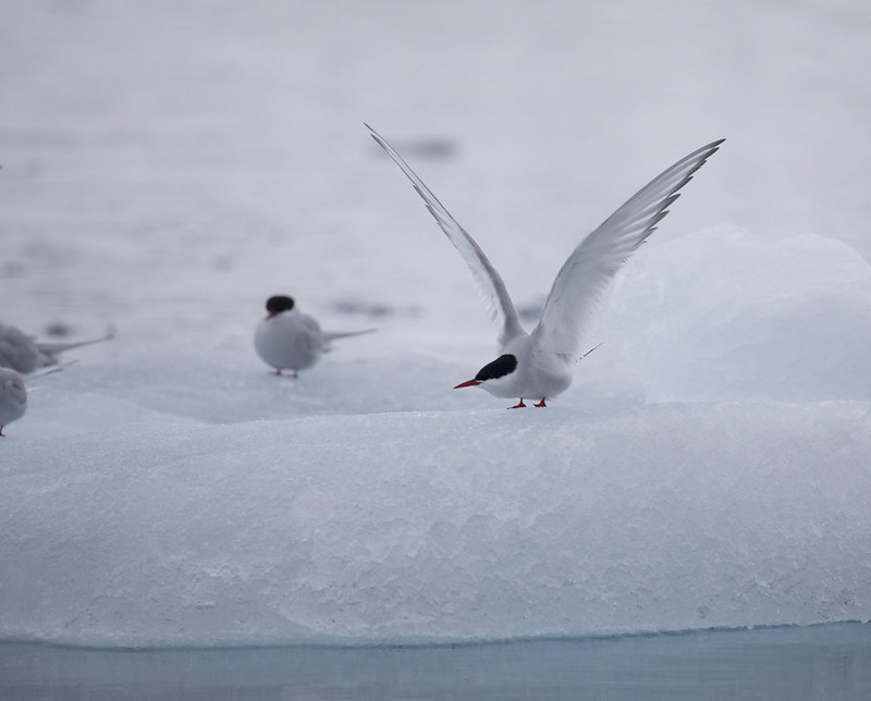 Arctic Tern_Sterna paradisaea_Ascanio_Svalbard_DZ3A9501