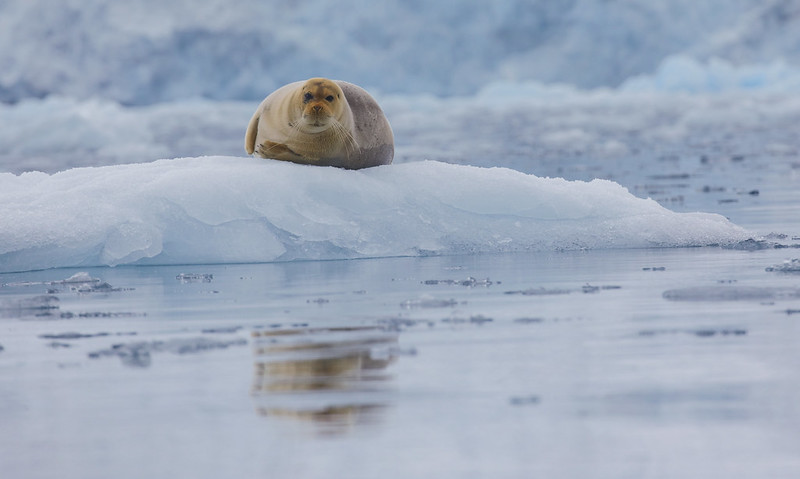 * Bearded Seal_Erignathus barbatus_Svalbard_Ascanio_DZ3A9534