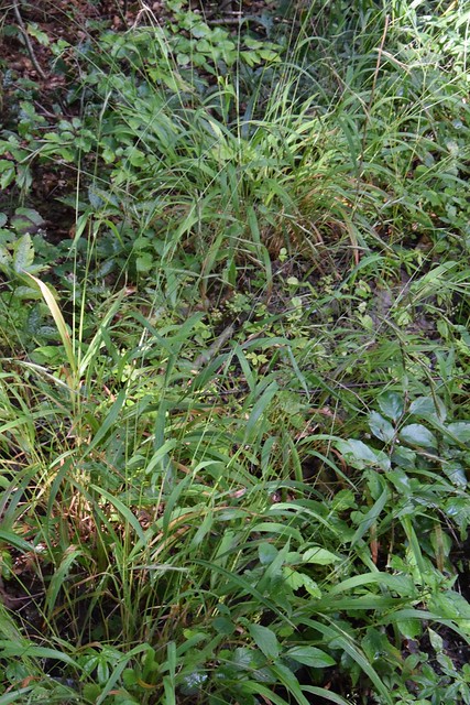 Wald-Zwenke (Brachypodium sylvaticum) (2)
