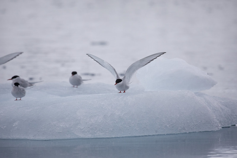 Arctic Tern_Sterna paradisaea_Ascanio_Svalbard_DZ3A9503