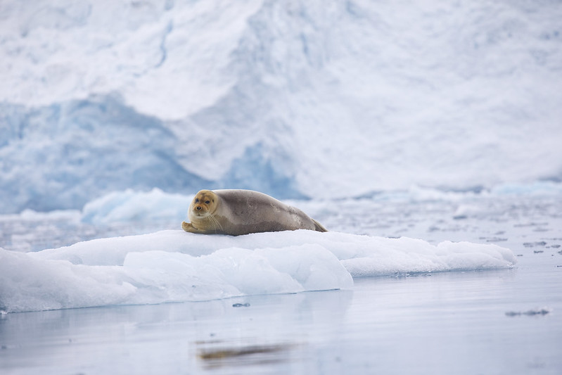* Bearded Seal_Erignathus barbatus_Svalbard_Ascanio_DZ3A9523