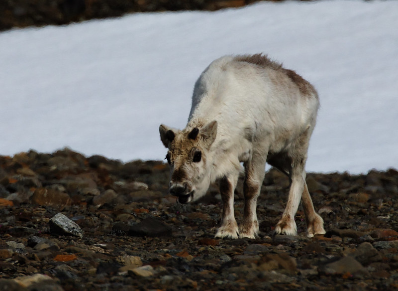 * Reindeer_Rangifer tarandus_Ascanio_Svalbard_DZ3A0135