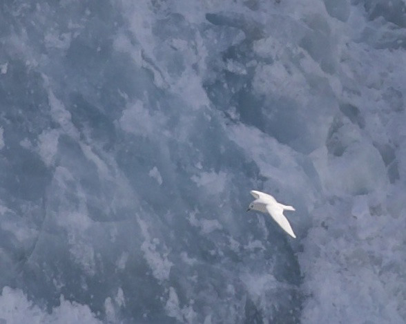 Ivory Gull_Pagophila eburnea_Spitzbergen_Channel entrance 77.54415 17.844077_Svalbard_Norway_DZ3A0195