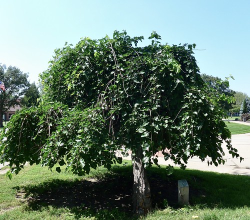 'Chaparral' Weeping Mulberry, Midland University campus, Fremont 