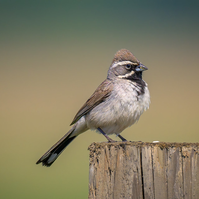 Black-throated Sparrow 20220531_5861
